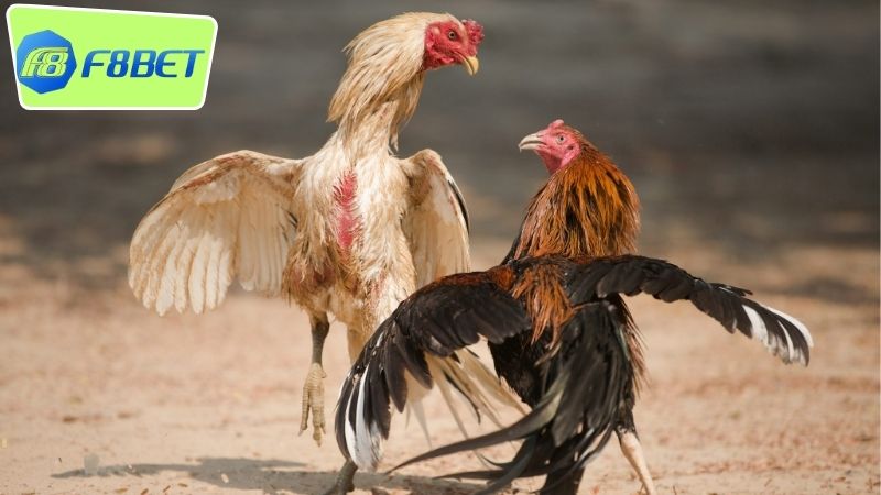 Đá gà Campuchia F8BET - Trải Nghiệm Giải Trí Hoàn Hảo 2 Giới thiệu tổng quan về đá gà Campuchia F8BET