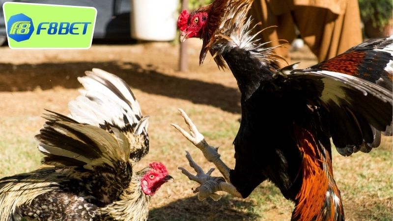Đá gà Campuchia F8BET - Trải Nghiệm Giải Trí Hoàn Hảo 4 Ưu điểm nổi bật khi chơi đá gà Campuchia F8BET