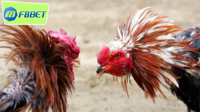 Đá gà Campuchia F8BET - Trải Nghiệm Giải Trí Hoàn Hảo 3 Hướng dẫn tham gia đá gà Campuchia F8BET dễ dàng