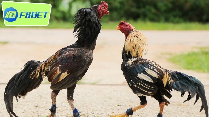 Đấu trường gà F8BET - Khám phá thế giới cá cược đầy hấp dẫn 2 Giới thiệu đấu trường gà F8BET