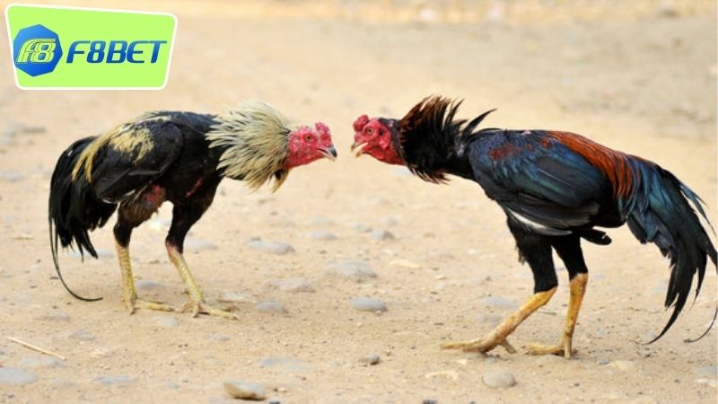 Trường gà online F8BET - Điểm Đến Đá Gà Đáng Tin Cậy 2 Giới thiệu trường gà online F8BET